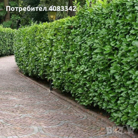 Лавровишна вечнозелена 