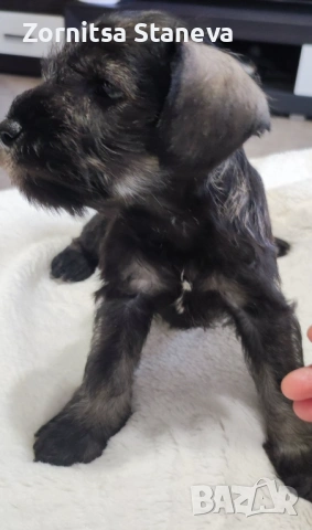 Мини (цверг) шнауцер