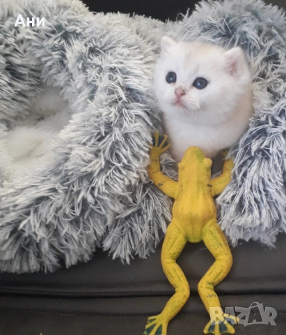 Много Красиво Котенце .Момченце като Меченце, снимка 5 - Британска късокосместа - 54412483