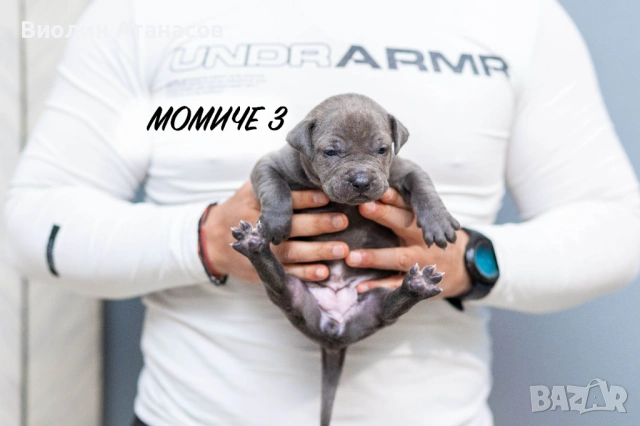 Продават се кученца Питбул Bluenose, снимка 7 - Питбул - 54348441