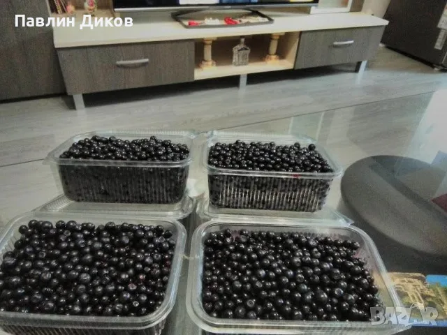 Боровинки от Осоговски балкан  Кюстендил 