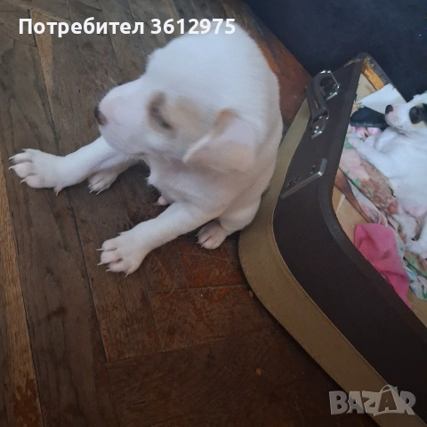 Чиснокръвни джакчета, снимка 4 - Джак ръсел териер - 55076208