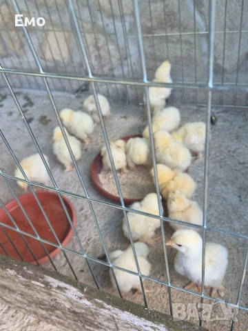 продавам пиленца брама, снимка 5 - Кокошки и пуйки - 55000384