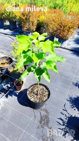 Каталпа, Catalpa bignonioides, снимка 11 - Градински цветя и растения - 54894868