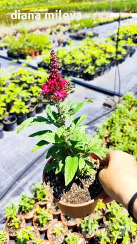 Buddleja dav. Butterfly Candy Little Ruby, снимка 5 - Градински цветя и растения - 54840666