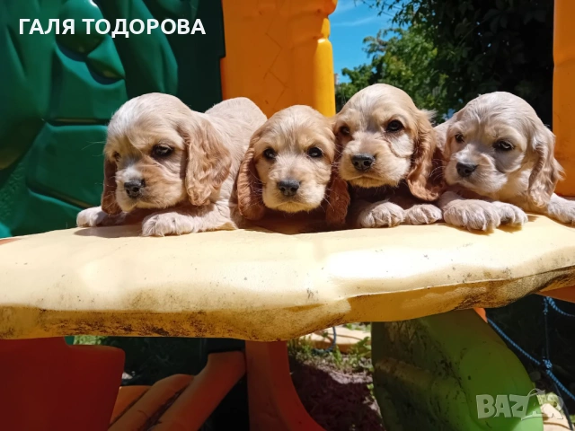 Английски кокер шпаньол, снимка 8 - Кокер шпаньол - 54722890