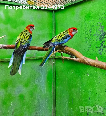 розели