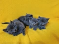 Котета - порода Руска синя котка !, снимка 11