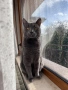 Котарак търси партньорка, снимка 3
