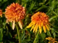 Echinacea ‘Marmalade’ (Ехинацея ‘Мармалад’), снимка 3
