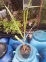 Захарна тръстика (Saccharum officinarum) – екзотично растение, снимка 6