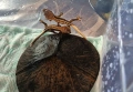 Ресничест бананояден гекон (Rhacodactylus ciliatus), снимка 13