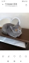 Британска котка на една година, снимка 1