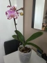 орхидея в самополивна саксия, снимка 3