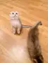 🐾 Чистокръвни котенца Scottish Fold – Golden & Silver 🐾, снимка 9