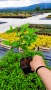 Хортензия метличеста „Полярна мечка“, Hydrangea paniculata 'Polar Bear', снимка 10