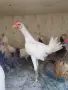 Декоративни кокошки различни породи, снимка 8