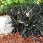 Черен офиопогон (Ophiopogon planiscapus 'Nigrescens'), снимка 3