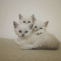 Колор Пойнт Британчета, снимка 2