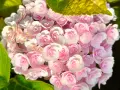 Hydrangea macrophylla ‘Love’ (Хортензия ‘Love’), снимка 2
