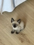 Малко Сиамско Коте, снимка 1