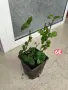 Асистация китайска екзотична виолетка, снимка 4