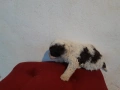 Бебета Лагото Романьоло / Lagotto Romagnolo, снимка 12