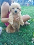 Малтипу/Maltipoo, снимка 3