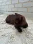 Британско късокосместо мъжко коте , снимка 5