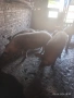 Продавам бели прасета, снимка 2