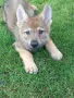 Чехославашки вълчак, снимка 14