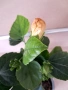 Китайска роза-Хибискус(голямо), снимка 3