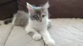Женско коте Мейн кун, снимка 5