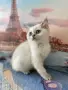 британски котенца, снимка 6