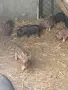 Виетнамски прасенца , снимка 8