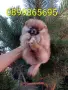 Мъжки и женски Померани., снимка 6