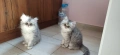 Персийски котенца, снимка 9