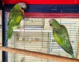 Двойка розовогърди Александри, снимка 3