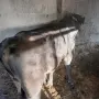 Телета за продаване Ямбол , снимка 1