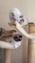 Регдол чистокръвни котета / Ragdoll, снимка 9