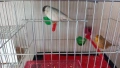 Glosteri, снимка 2