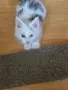 Чистокръвно мъжко котенце с различни очи от породата Мейн Куун , снимка 2