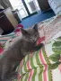 Котенок Шатланский вислоухий 4 месяца, снимка 1
