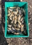 Продавам заребител шаран, снимка 1