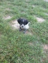 Бретон  Шпаньол , снимка 2