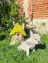 Френски булдог мерле, снимка 5