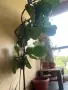 подарявам стайни цветя , снимка 1