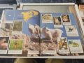 Албум Панини животните по света panini, снимка 2