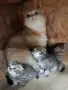 шотландска златна , снимка 4