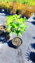 Каталпа, Catalpa bignonioides, снимка 11
